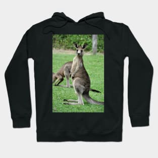 Australie - Newcastle, Kangourou Hoodie